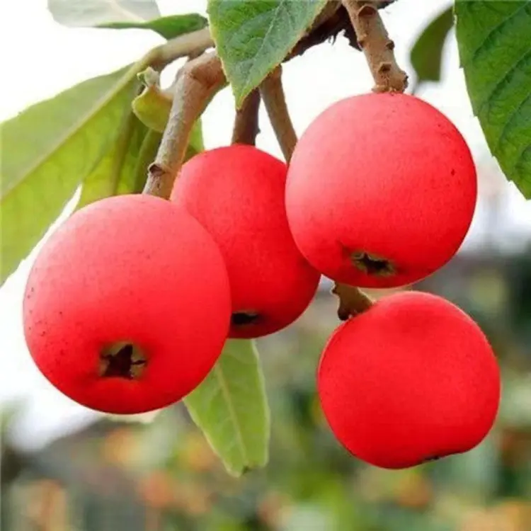 🍑Red-Flesh Loquat Seeds – Grow Delicious and Nutritious Fruits at Home! 🌿