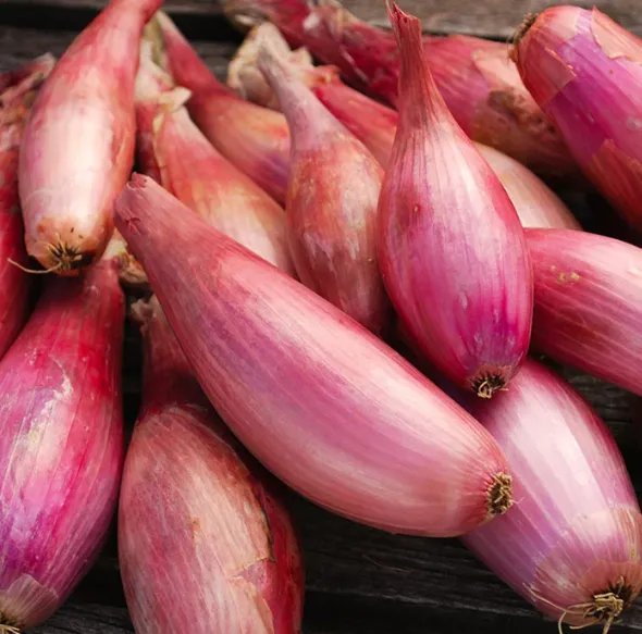 ✨🥰 Fast maturation in 18 days for easy harvest 🍀 Fire the onion heads