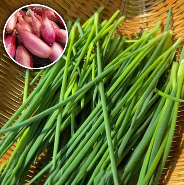 ✨🥰 Fast maturation in 18 days for easy harvest 🍀 Fire the onion heads