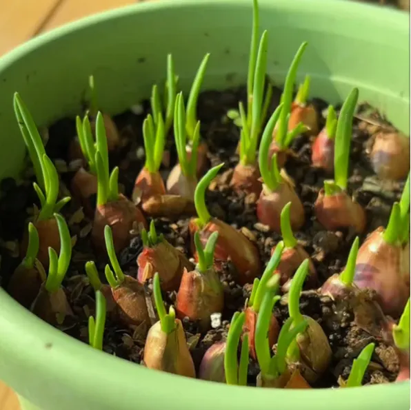 ✨🥰 Fast maturation in 18 days for easy harvest 🍀 Fire the onion heads