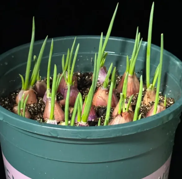 ✨🥰 Fast maturation in 18 days for easy harvest 🍀 Fire the onion heads