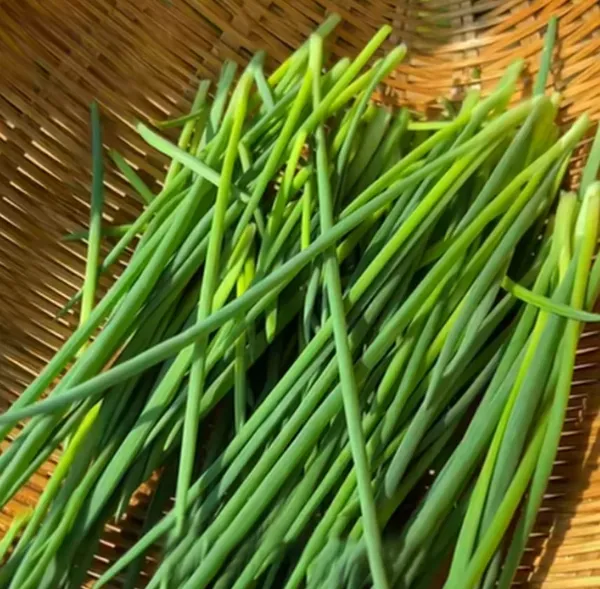 ✨🥰 Fast maturation in 18 days for easy harvest 🍀 Fire the onion heads