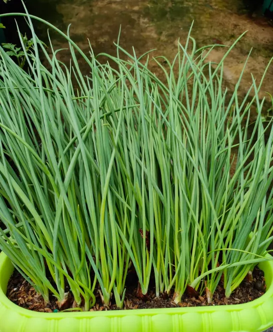 ✨🥰 Fast maturation in 18 days for easy harvest 🍀 Fire the onion heads