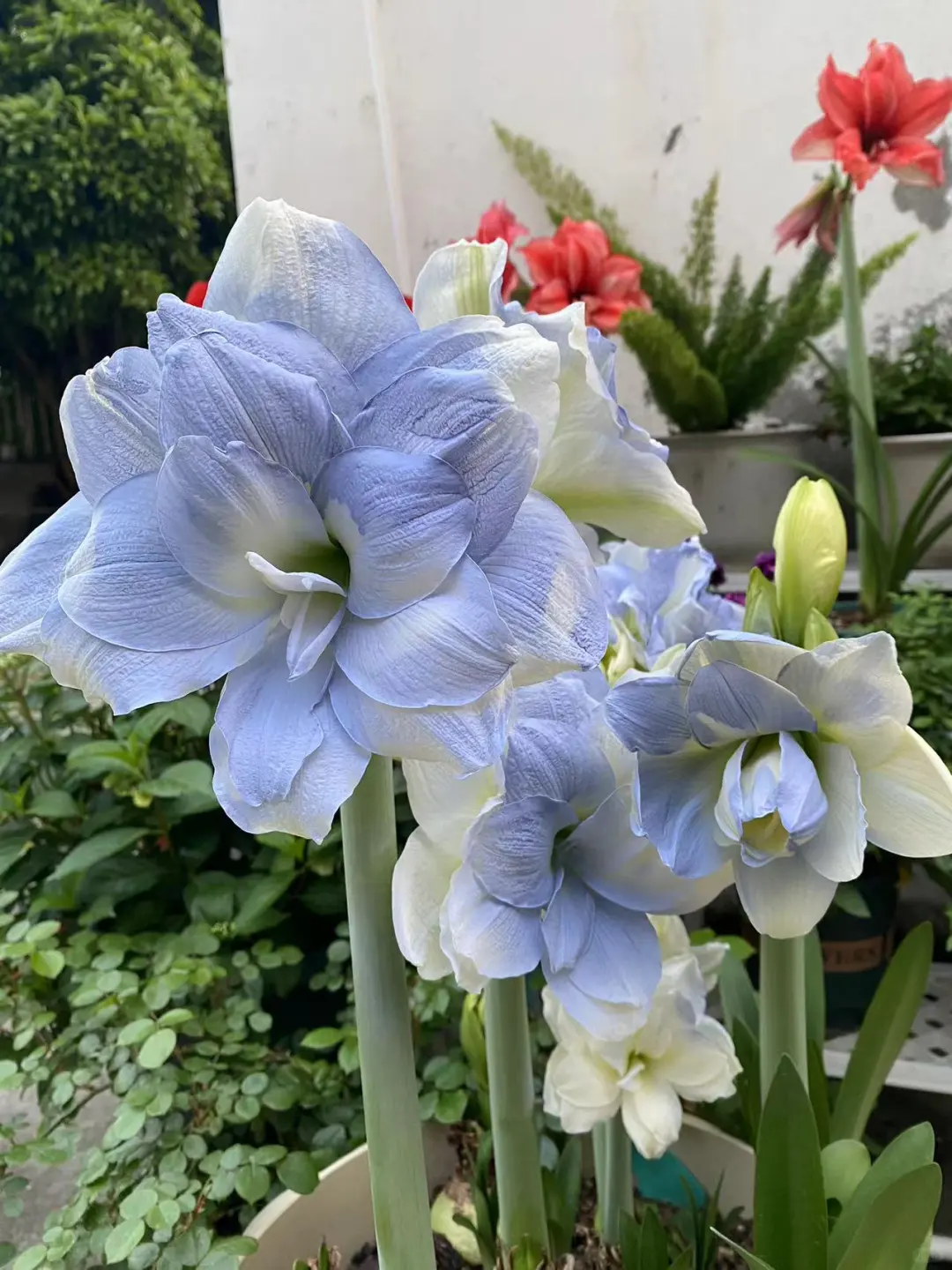 Amaryllis Bulbs: Brighten Your Space with Bold Blooms 🌸