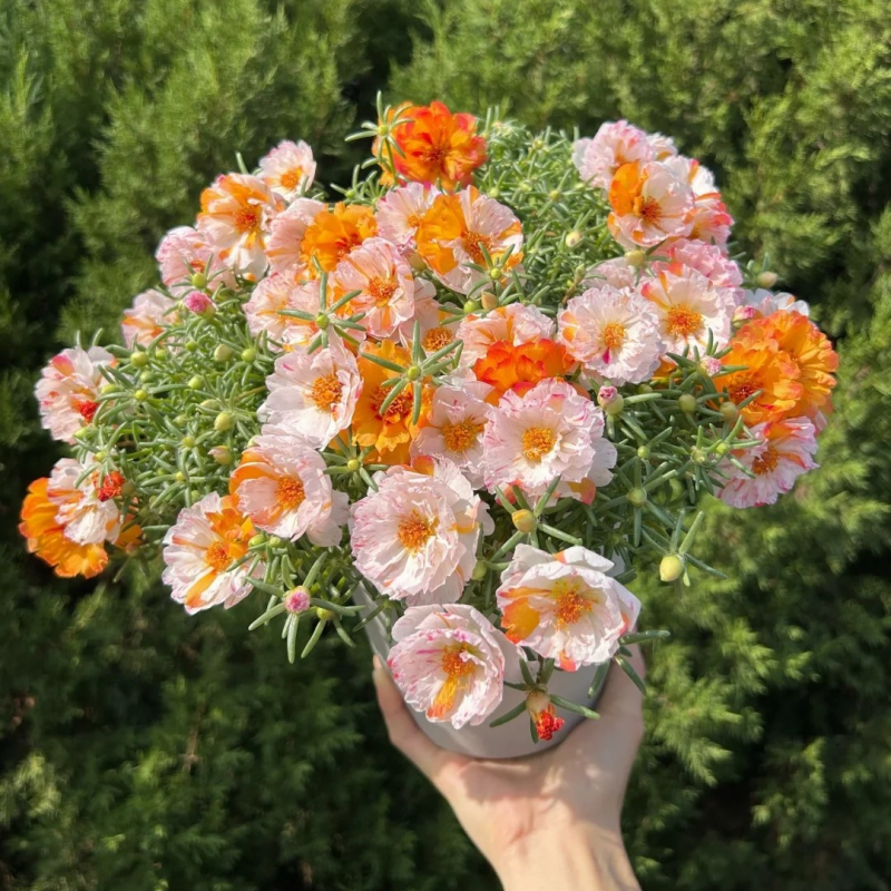 💐Mixed Portulaca flower seeds