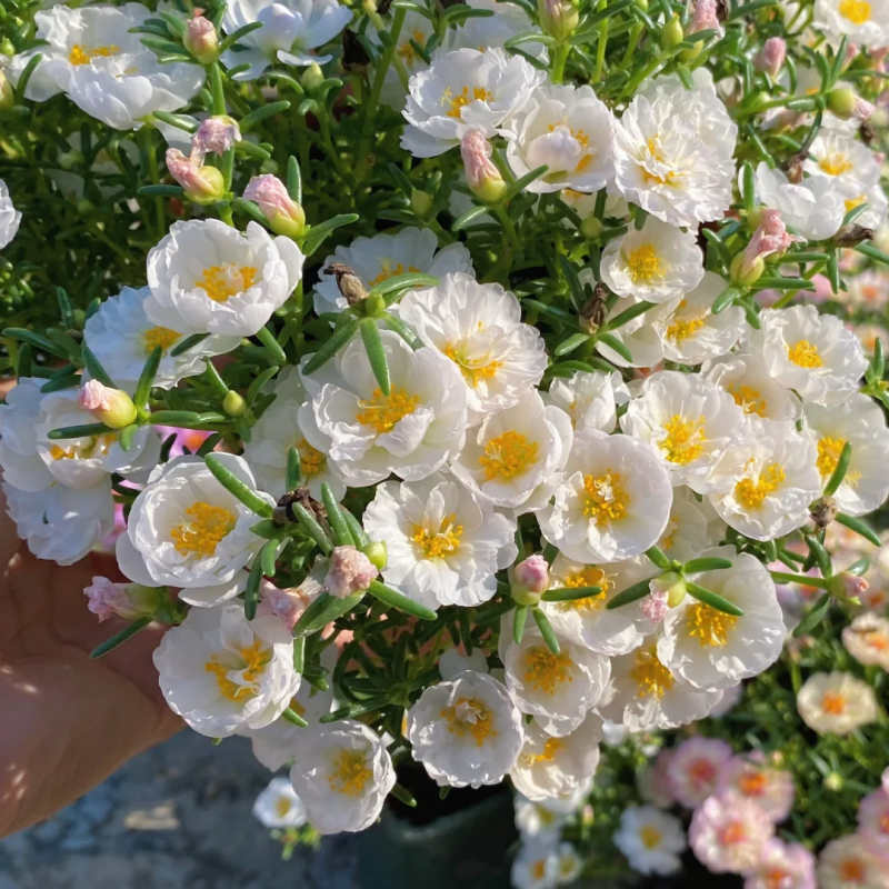 💐Mixed Portulaca flower seeds