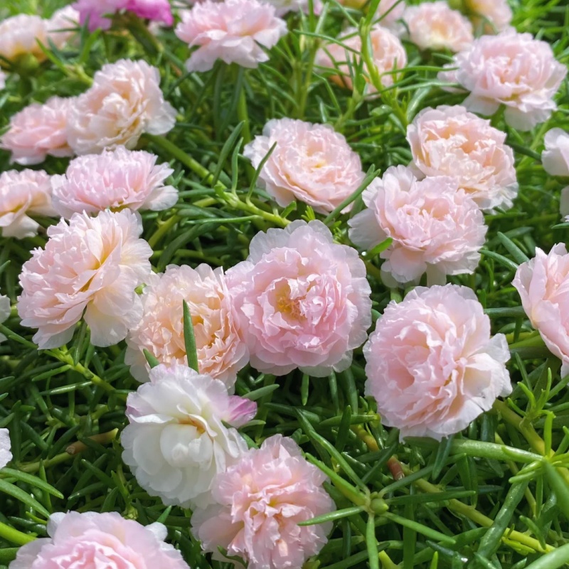 💐Mixed Portulaca flower seeds