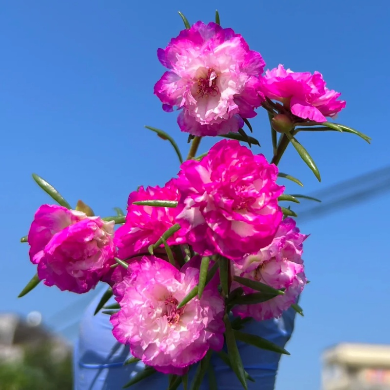 💐Mixed Portulaca flower seeds