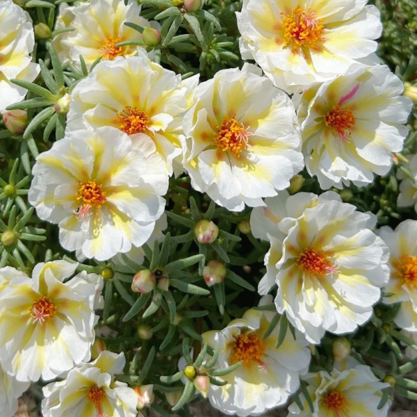 💐Mixed Portulaca flower seeds