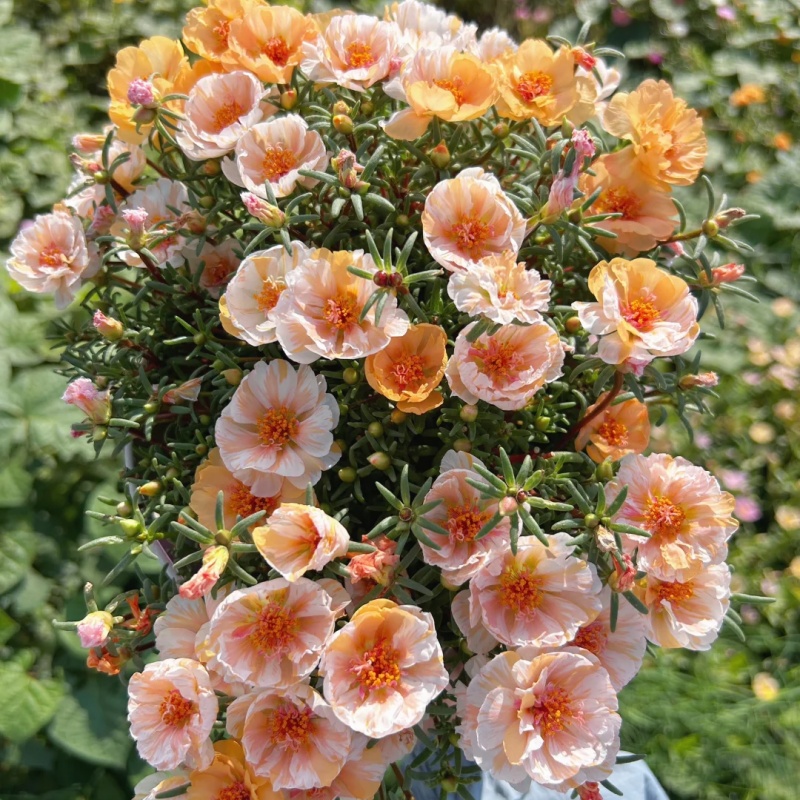 💐Mixed Portulaca flower seeds