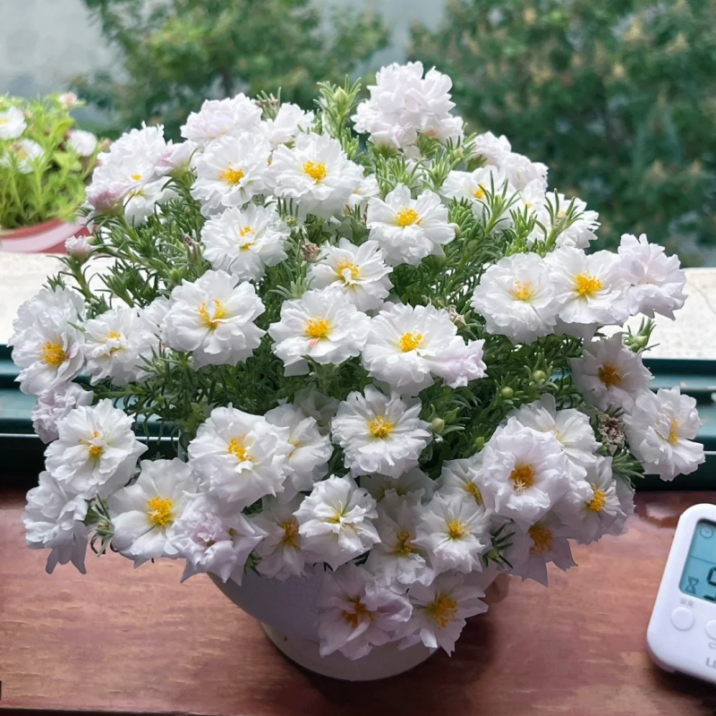 💐Mixed Portulaca flower seeds
