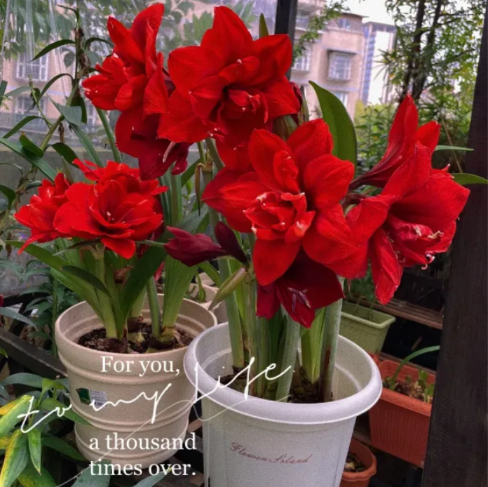 Double-Petaled Perfume Amaryllis Bulbs