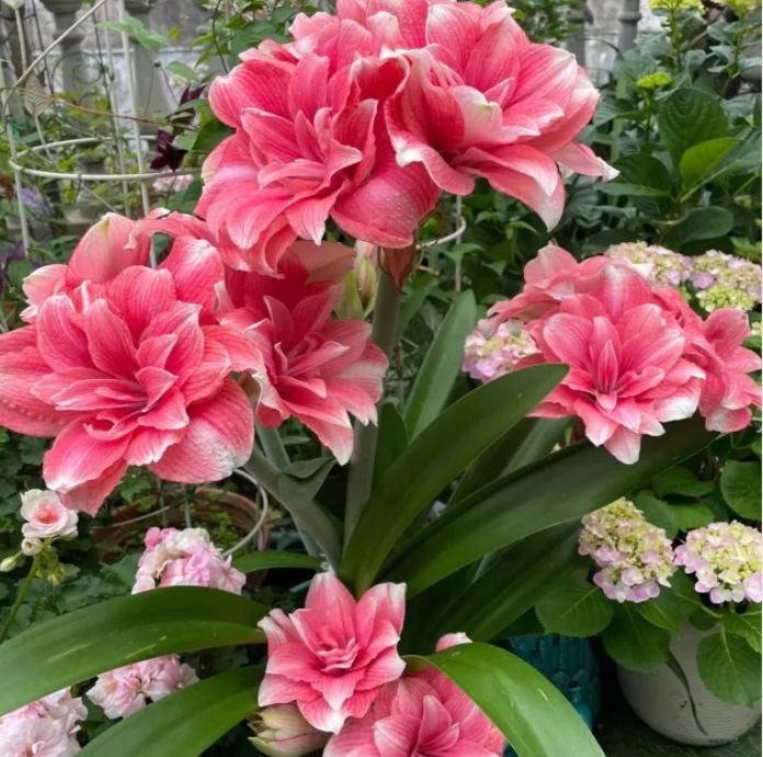 Double-Petaled Perfume Amaryllis Bulbs