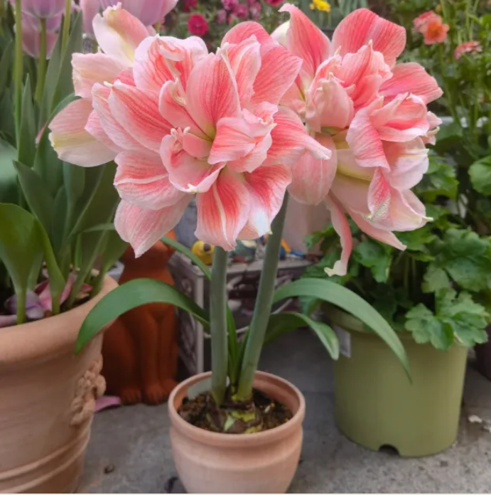 Double-Petaled Perfume Amaryllis Bulbs