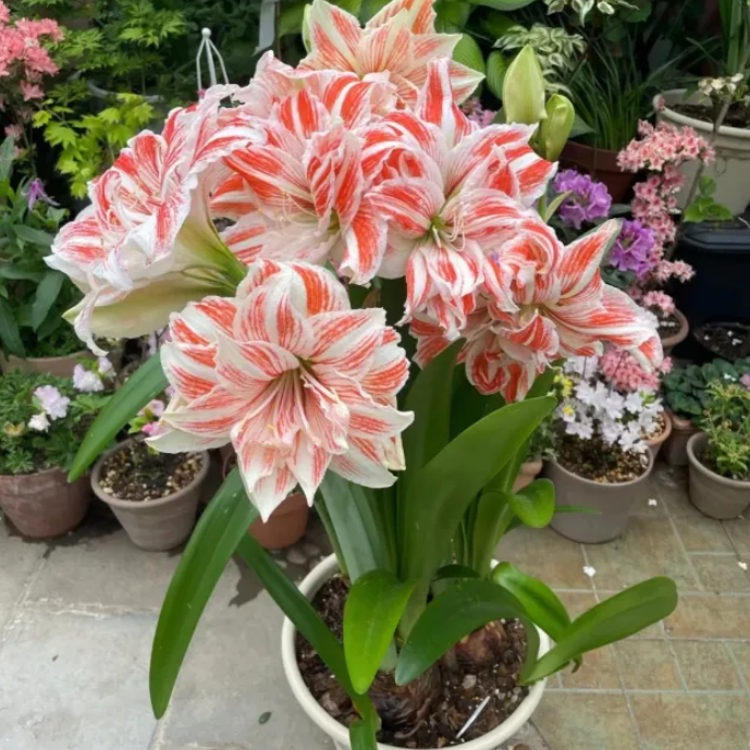 Double-Petaled Perfume Amaryllis Bulbs
