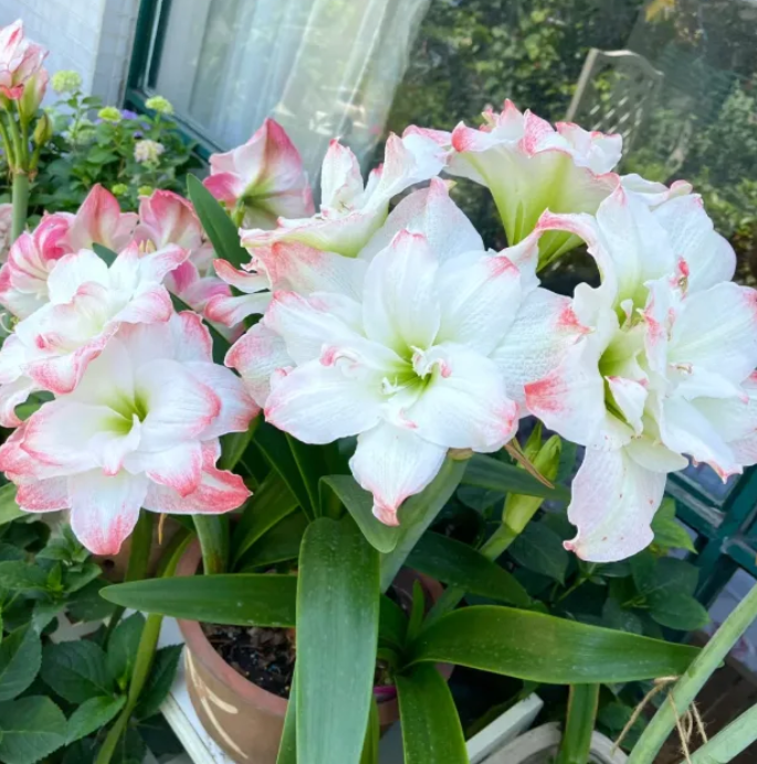 Double-Petaled Perfume Amaryllis Bulbs