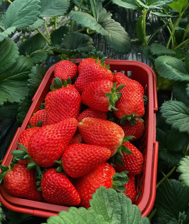 🪴Cream Strawberry Seeds🍓 Juicy and Sweet💥 Best Seller