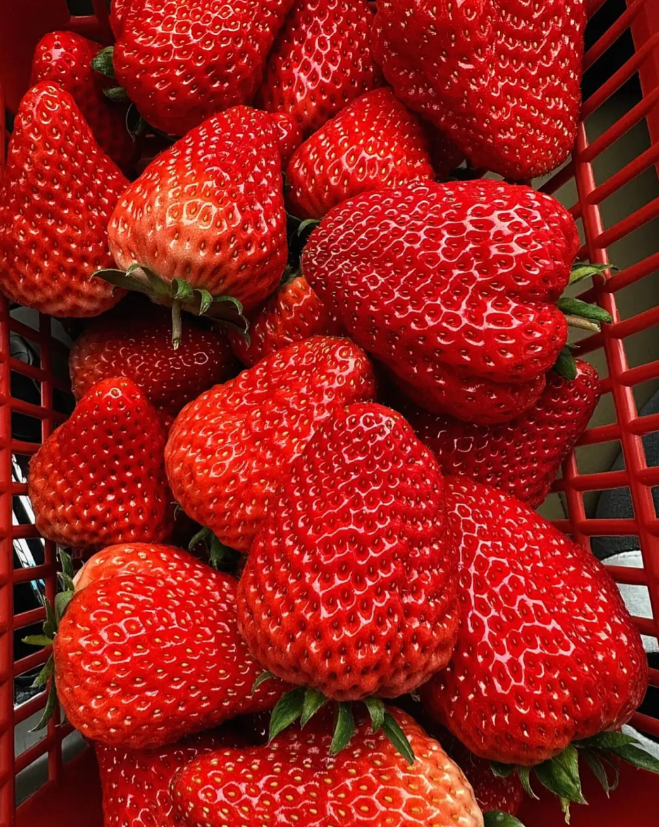🪴Cream Strawberry Seeds🍓 Juicy and Sweet💥 Best Seller