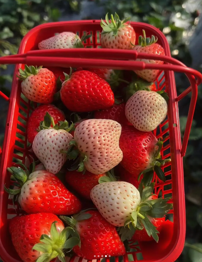 🪴Cream Strawberry Seeds🍓 Juicy and Sweet💥 Best Seller