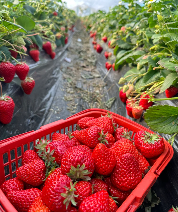 🪴Cream Strawberry Seeds🍓 Juicy and Sweet💥 Best Seller