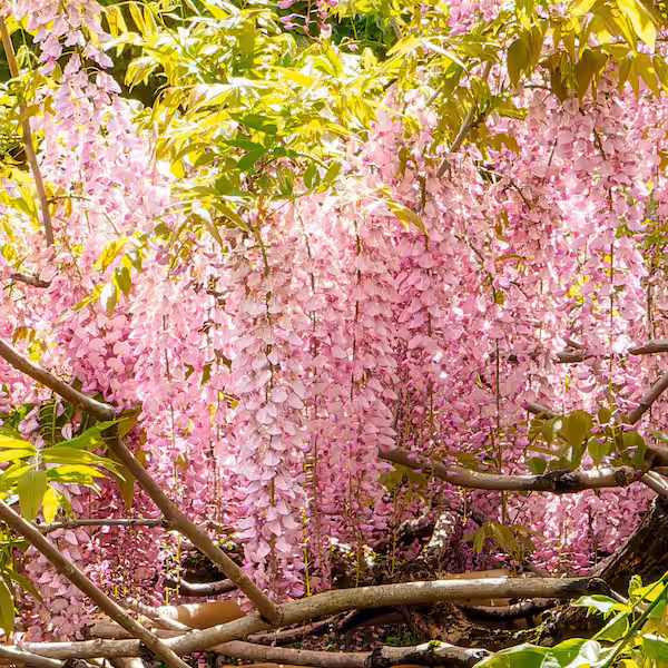 🔥LAST DAY 75% Off🌺The Queen Of Flowers—Wisteria Flower Seeds