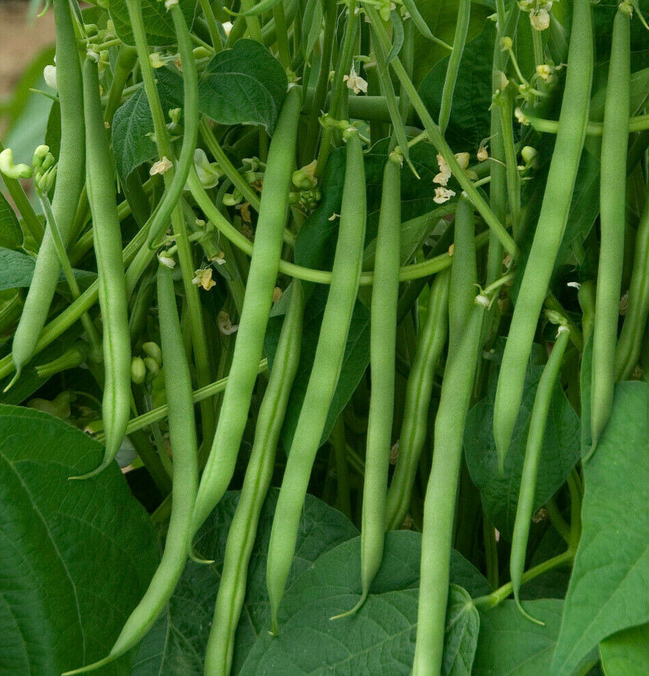🫛String Bean Seeds – High Yield, Low Hassle
