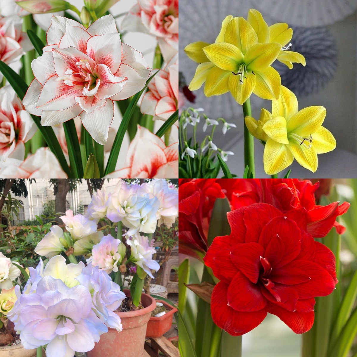 Amaryllis Bulbs: Brighten Your Space with Bold Blooms 🌸