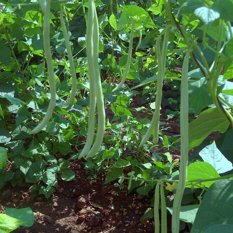 🫛String Bean Seeds – High Yield, Low Hassle