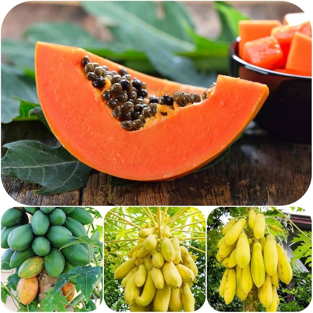 🍃 Dwarf Papaya Seeds-Easy to grow, sweet and nutritious