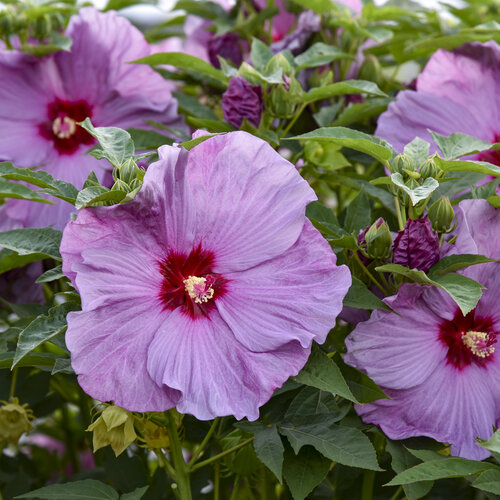 🌸Jumbo Hibiscus Seeds - Give your garden a new lease of life