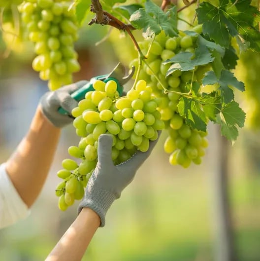 🔥Last Day 48% OFF- High-Quaility Grapes Seeds- High Germination Rate