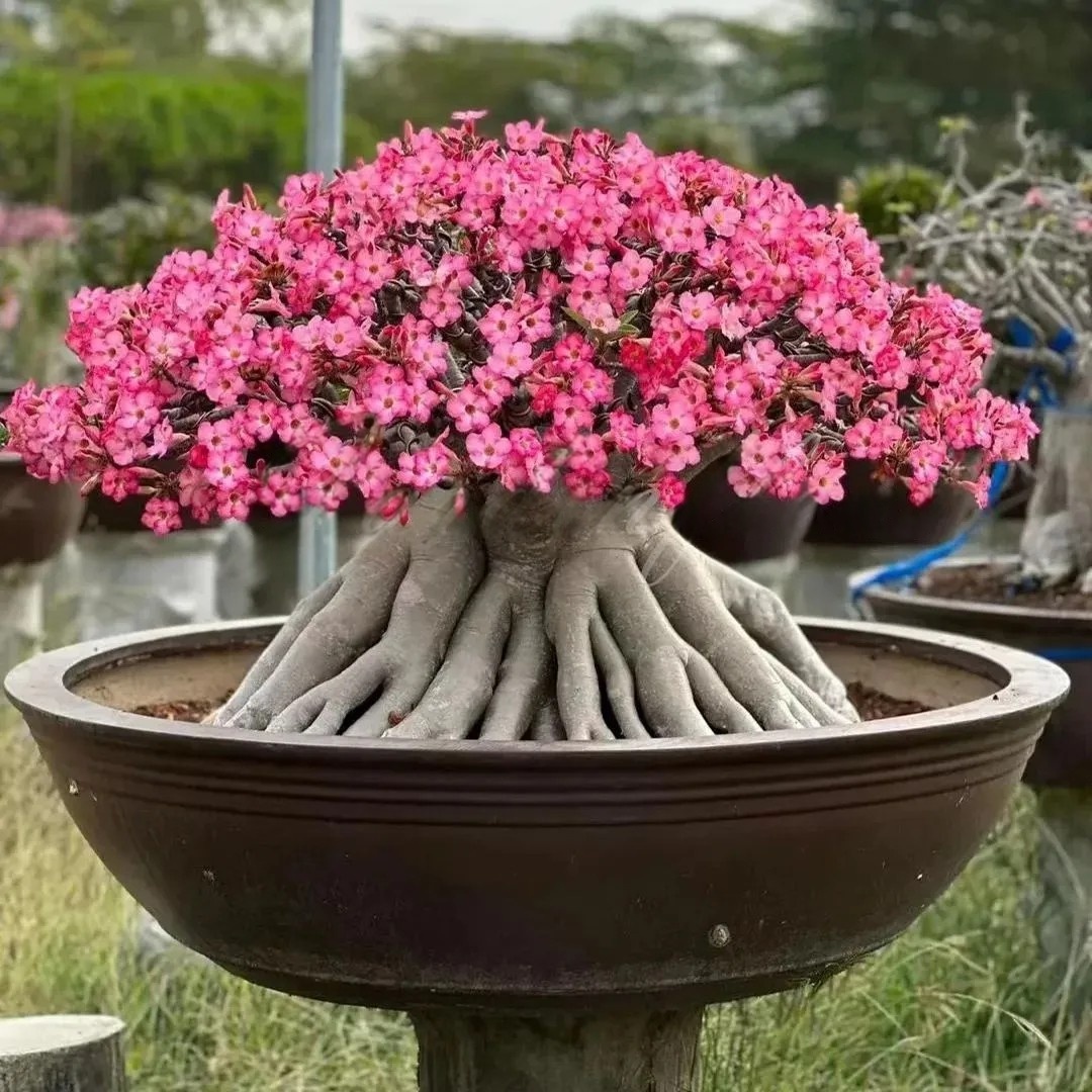 🌵 Desert Rose Bulbs - An Exotic Gem for Your Garden🌸