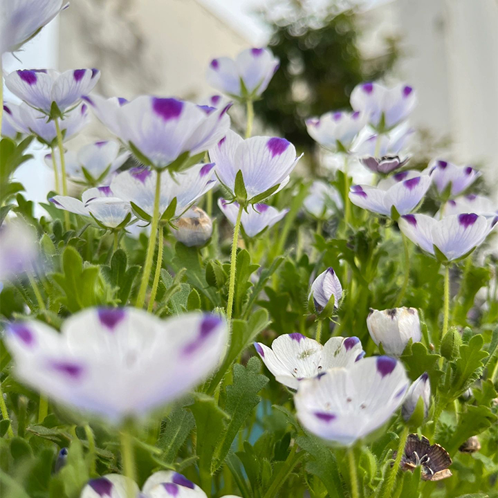 😎Mixed Nemophila Seeds