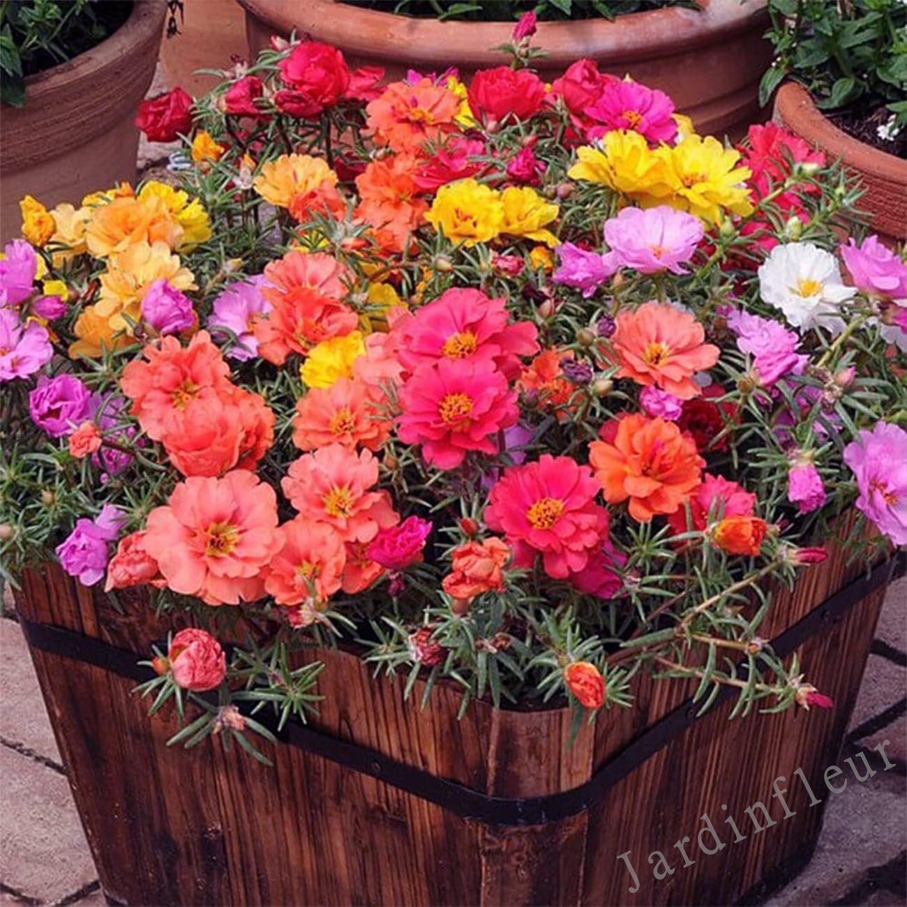 🌹 Graines de Rose Moss 🌹 - Mélange Double & Modeste