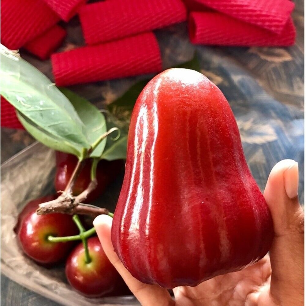 🍎Grow Your Own Tropical Wax Apples – Non-GMO Seeds