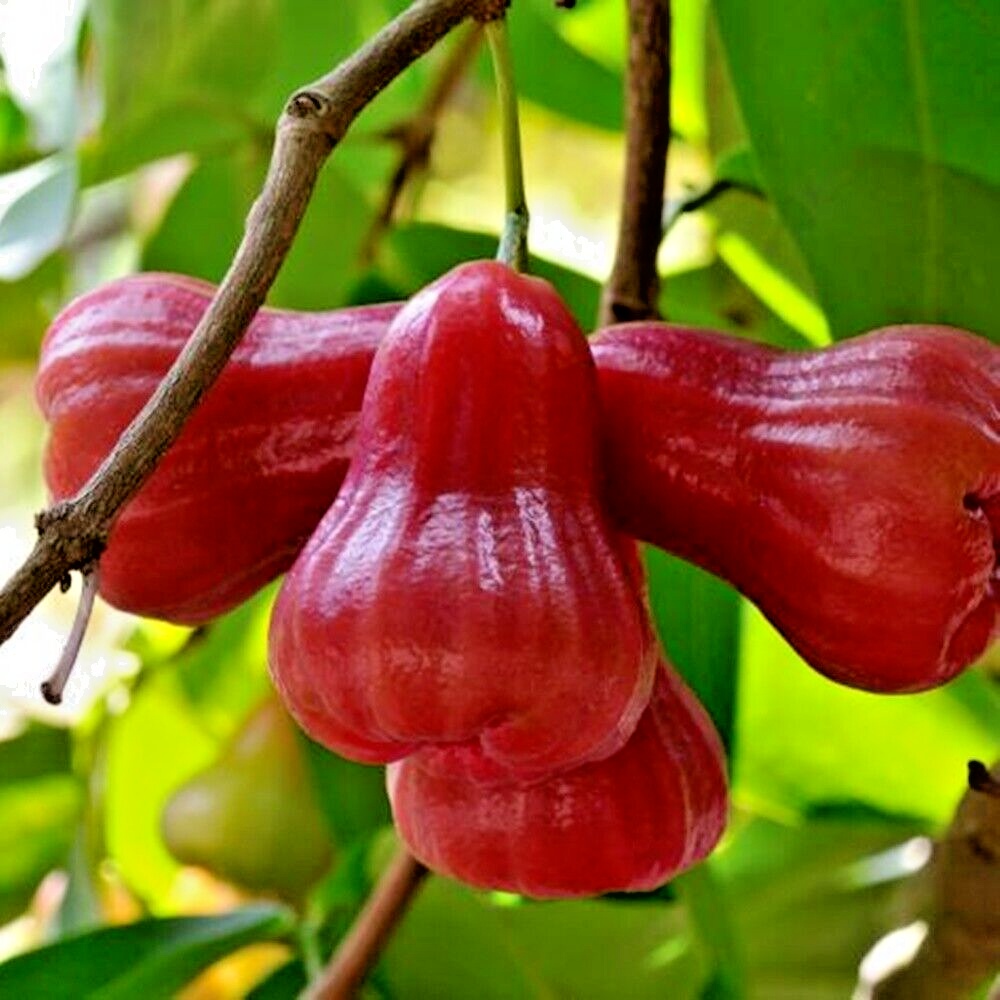 🍎Grow Your Own Tropical Wax Apples – Non-GMO Seeds