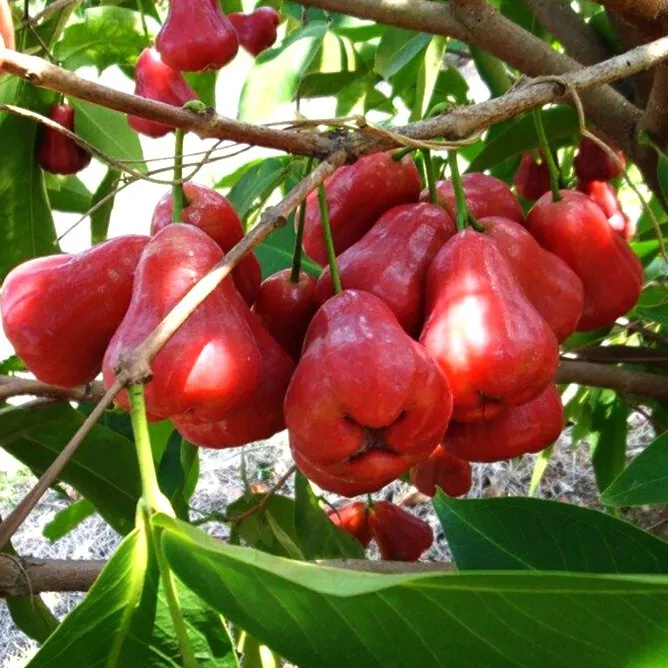 🍎Grow Your Own Tropical Wax Apples – Non-GMO Seeds