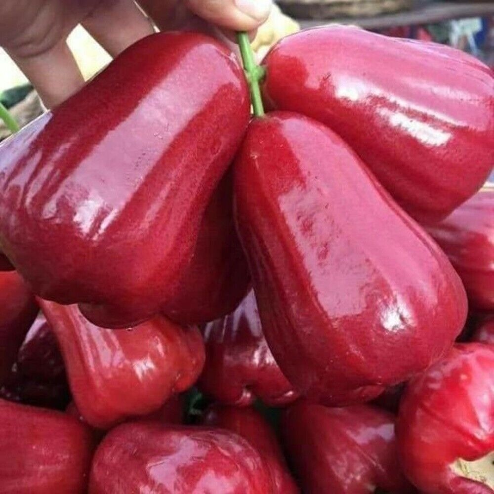 🍎Grow Your Own Tropical Wax Apples – Non-GMO Seeds