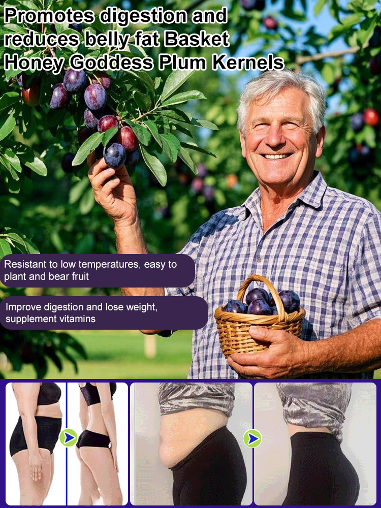 Blue honey prune seeds, a cold-resistant variety, not picky about soil🎍