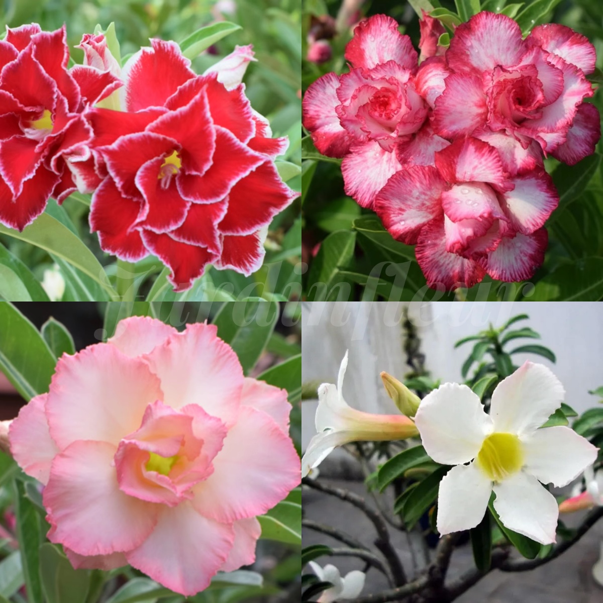 🔥🔥50 % de réduction - Graines de Rose du Désert Plante Bonsai Exotique