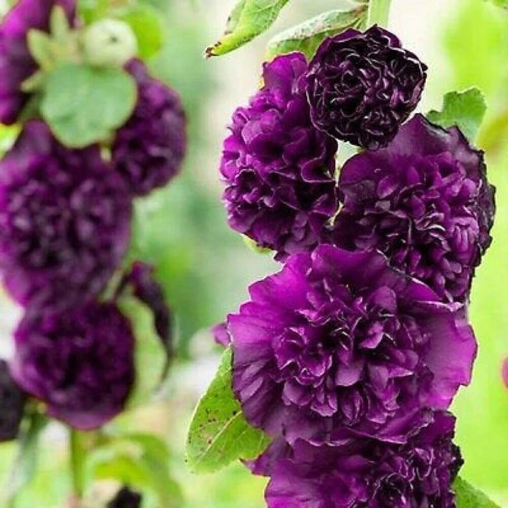 🔥Hot Sale🔥Colorful Double Hollyhock Seeds