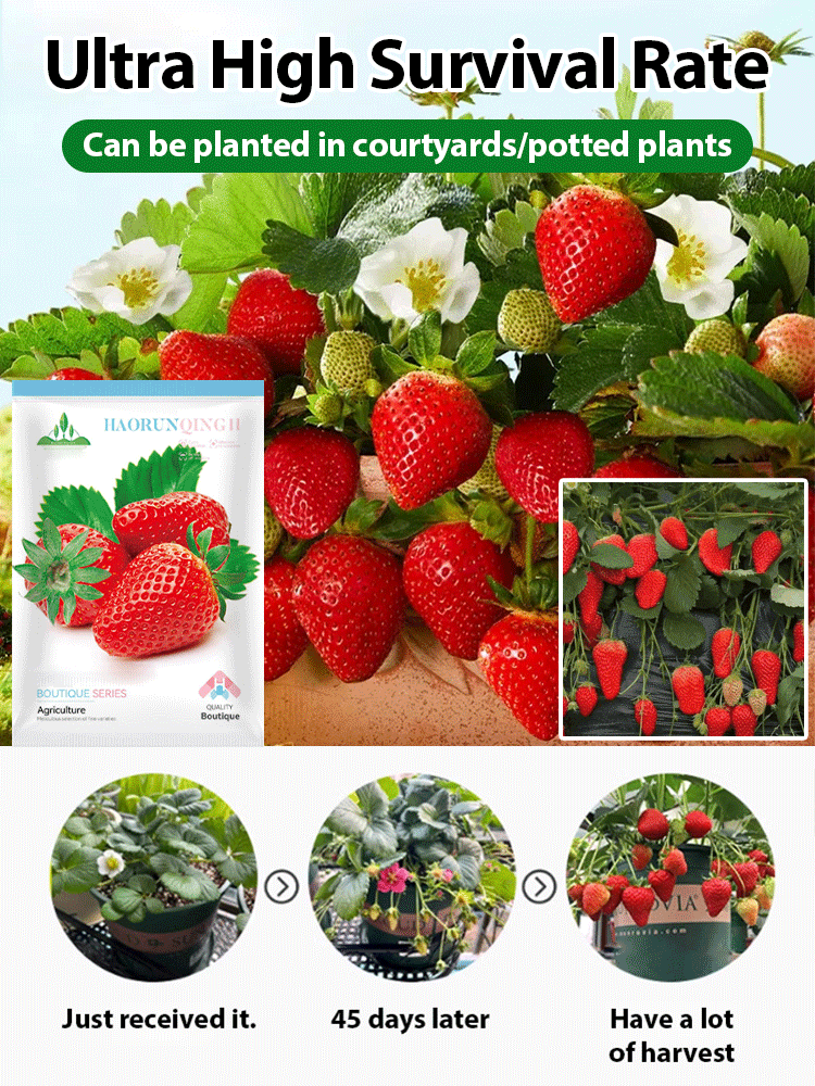 🤩Four Seasons Fruit Cream Strawberry Seeds【😋28 days to blossom and fruits🍓】
