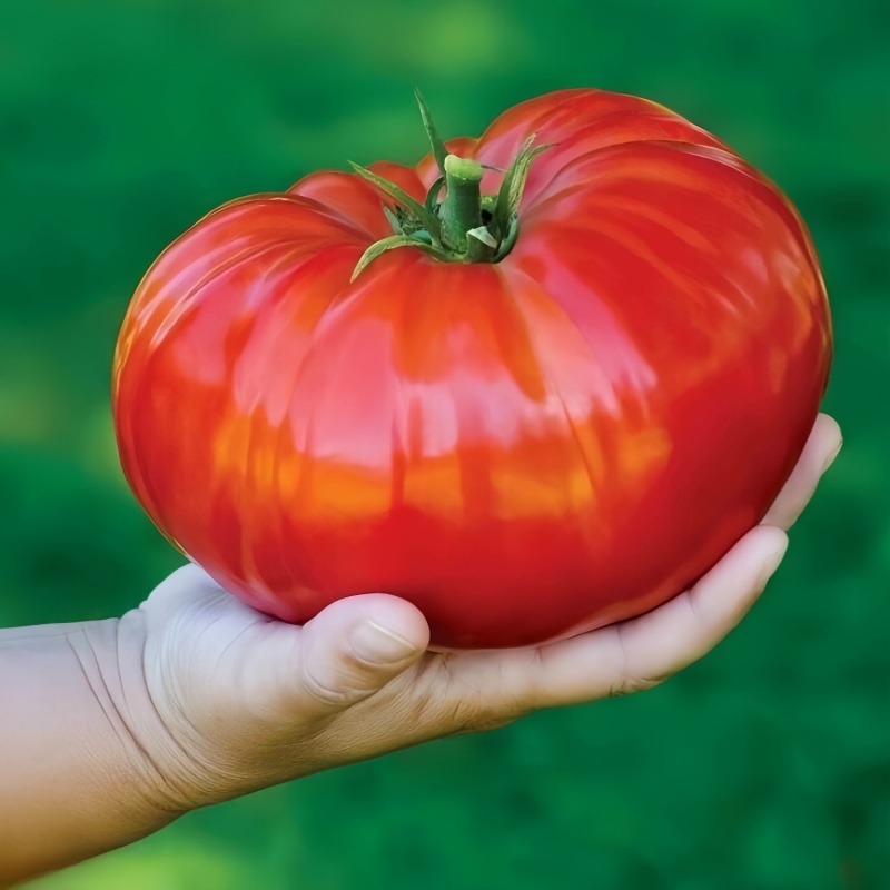 🍅 Giant Monster Tomato Seed – The Amazing Giant Tomato