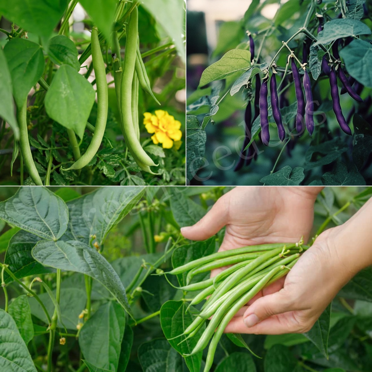 🌱 Bush Beans Seeds: Easy to Grow, Harvest Healthy and Delicious Beans! 