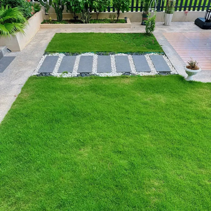 🌿🌟 Four Seasons Evergreen Dwarf Grass Seeds – Your Lawn’s New Best Friend