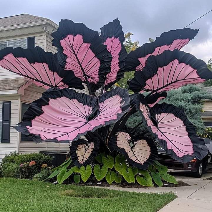 🌟 Discover the Magic of Giant Caladium Seeds!
