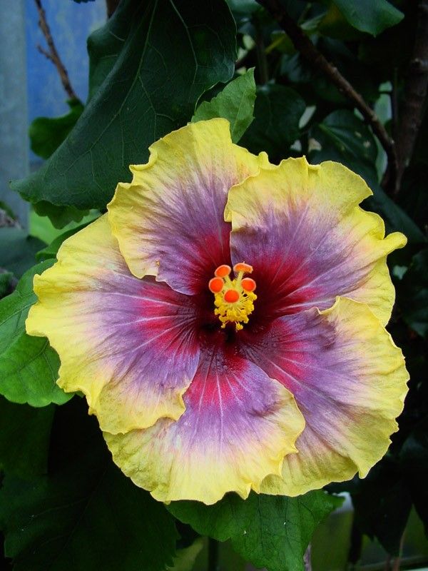 🌸Giant Hibiscus Seeds - Give your garden a new lease of life
