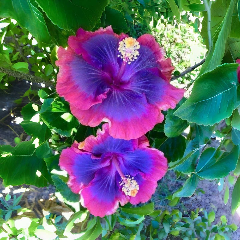 🌸Giant Hibiscus Seeds - Give your garden a new lease of life