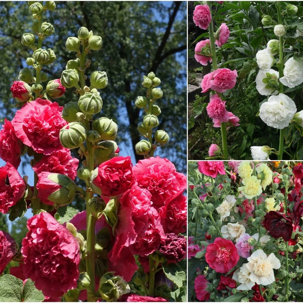 🌸 The Queen of Flowers: Double Hollyhock Seeds 🌸