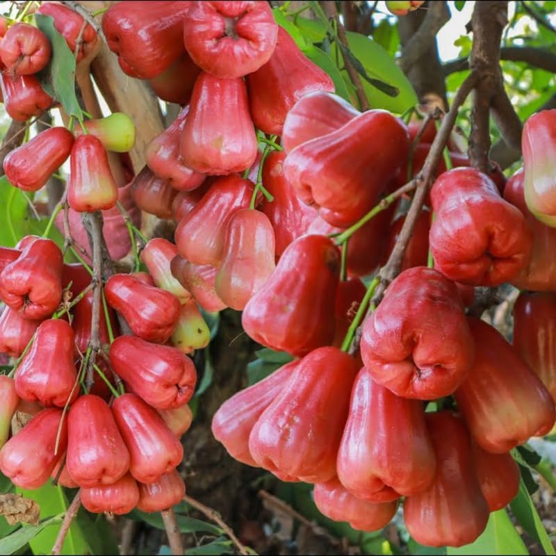 🍎Grow Your Own Tropical Wax Apples – Non-GMO Seeds